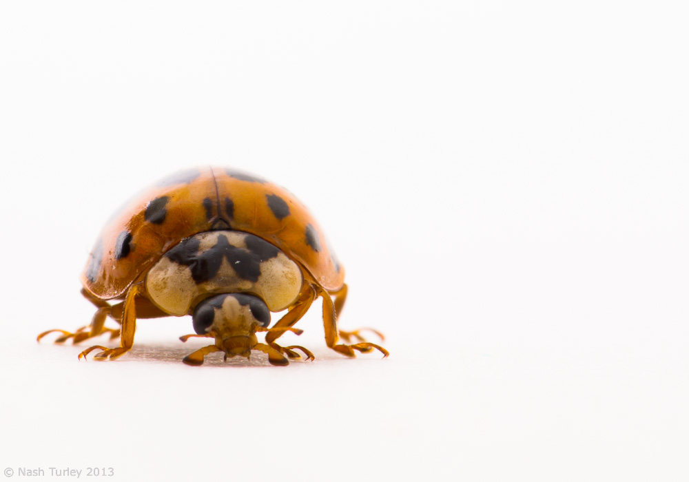 Multicolored Asian Lady Beetles 114